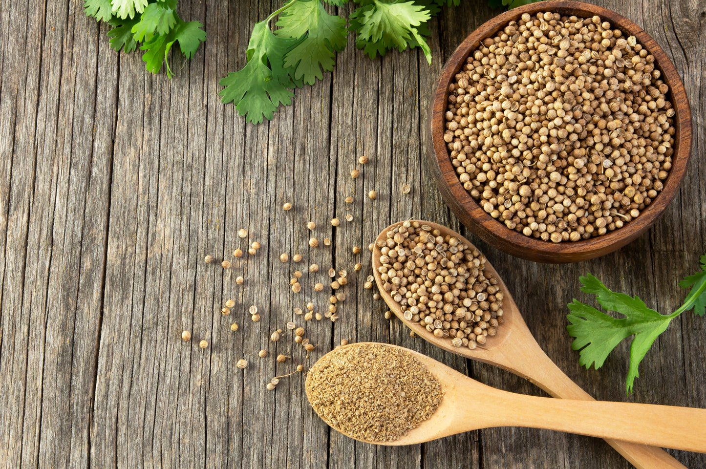SISI LOLA CORIANDER SEEDS