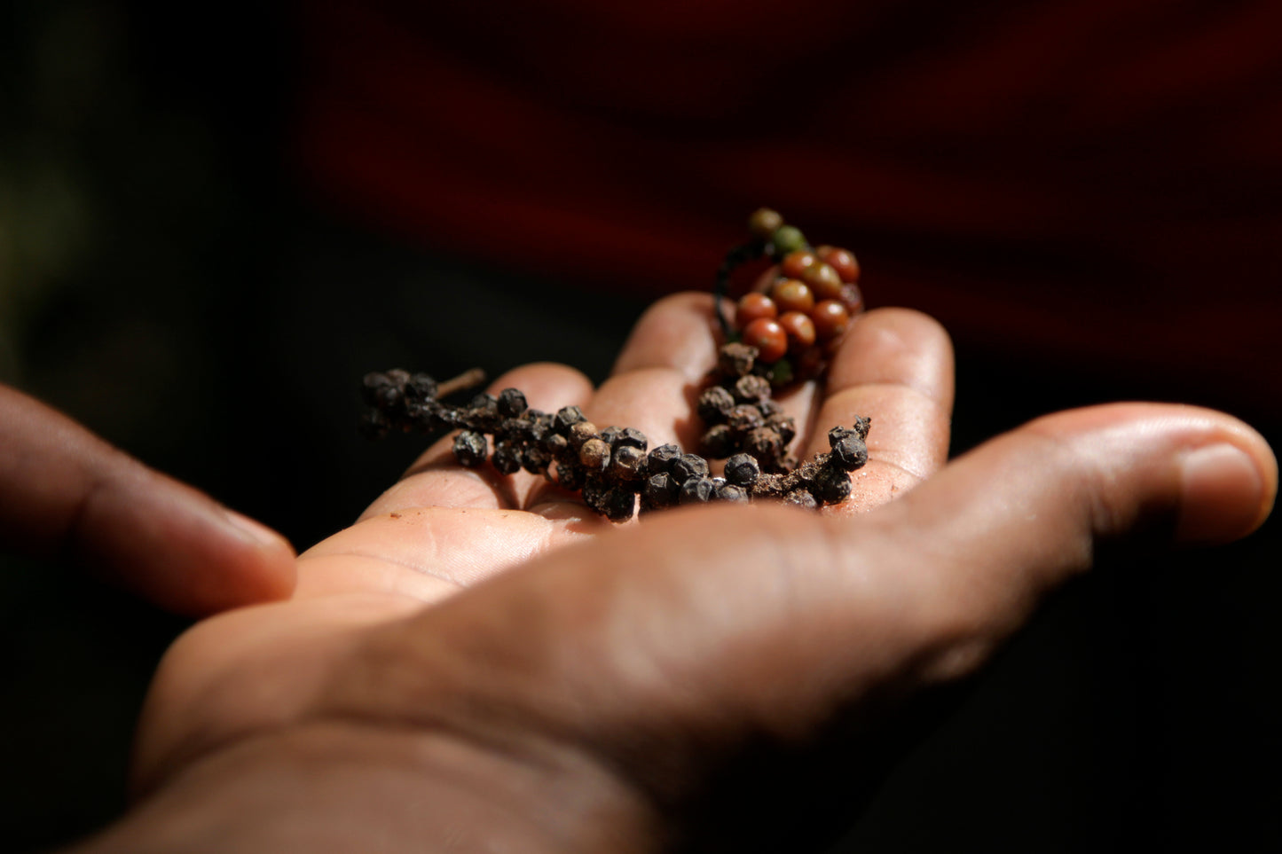 SISI LOLA BLACK PEPPERCORNS