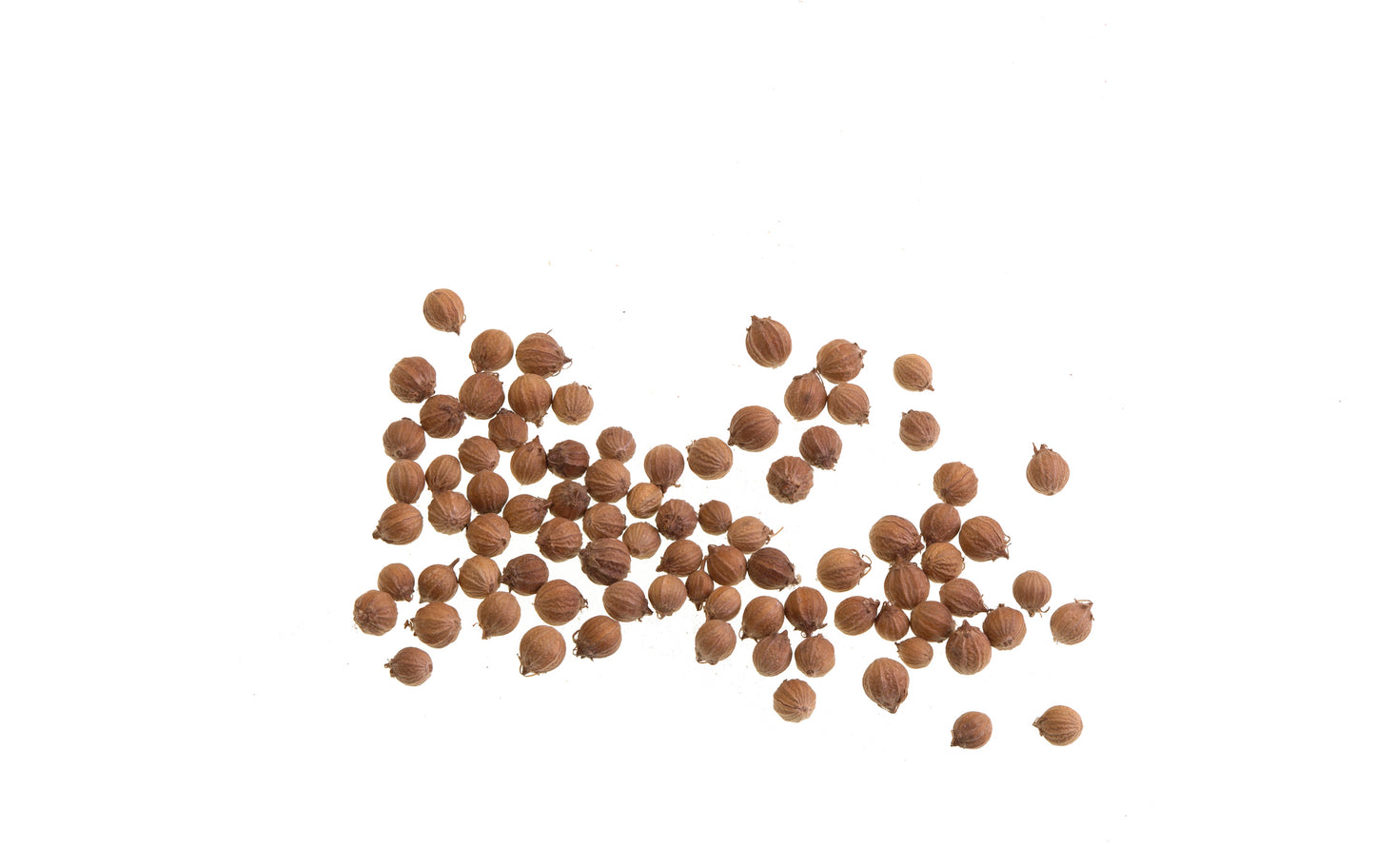 SISI LOLA CORIANDER SEEDS