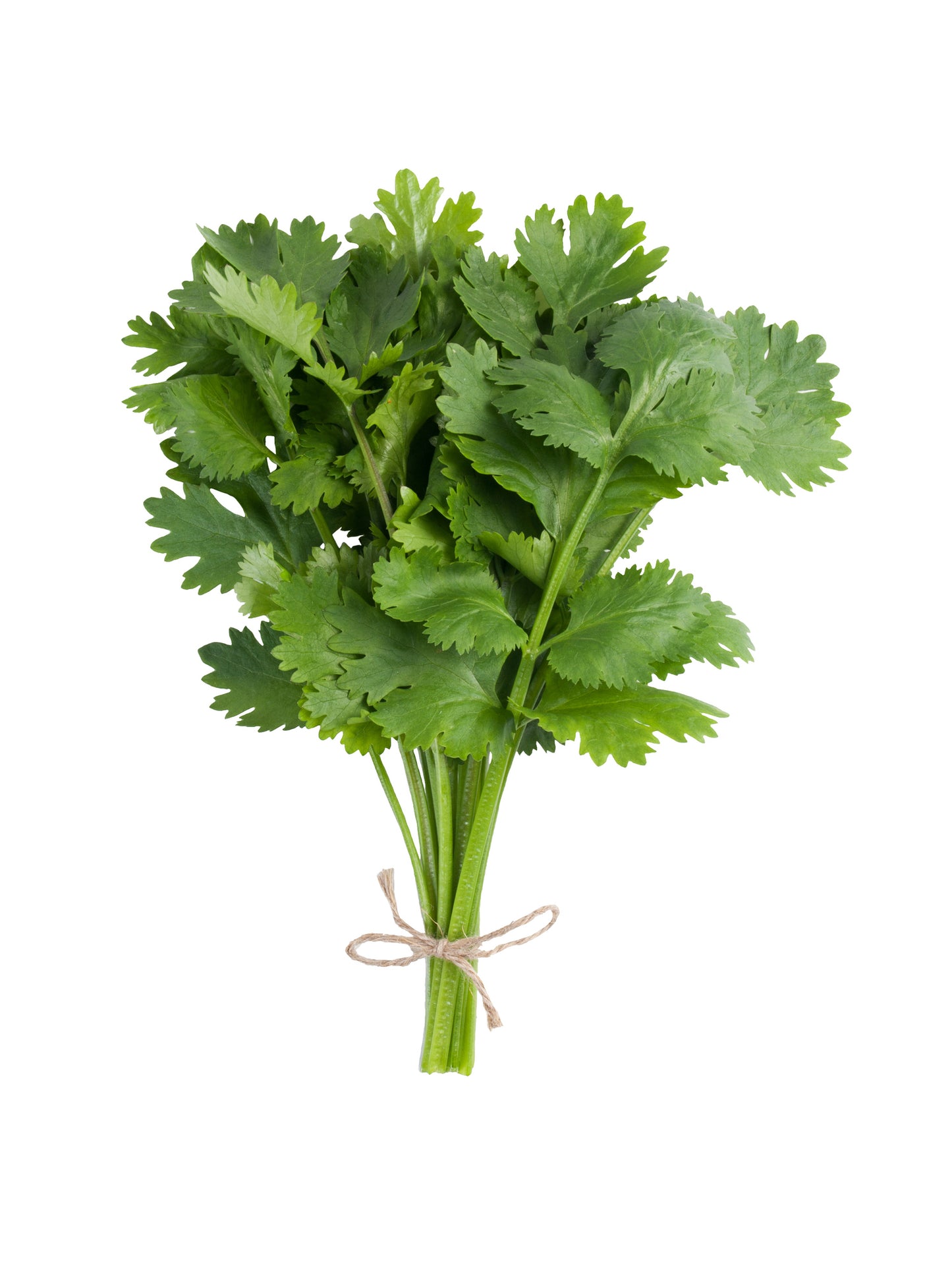 SISI LOLA CILANTRO