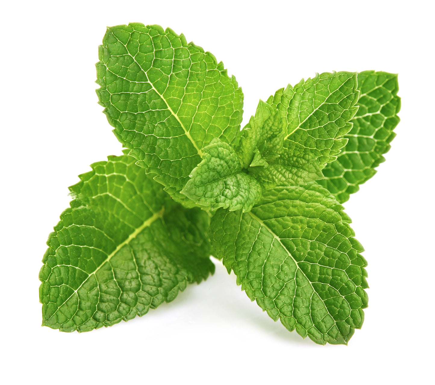 SISI LOLA MINT LEAVES