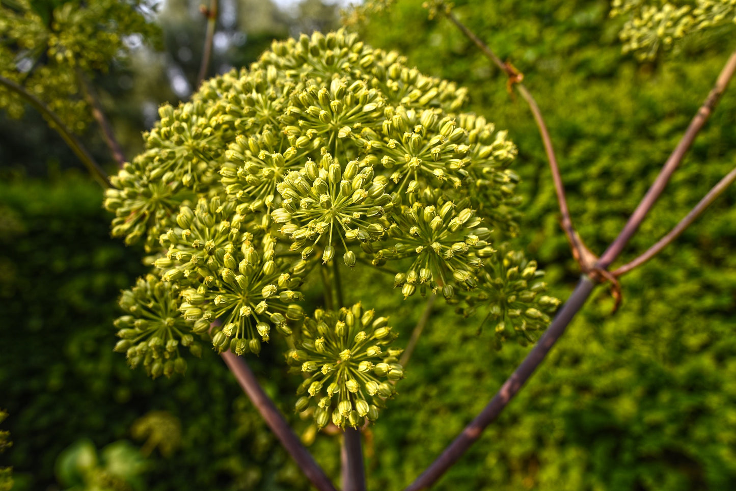 SISI LOLA CELERY SEED