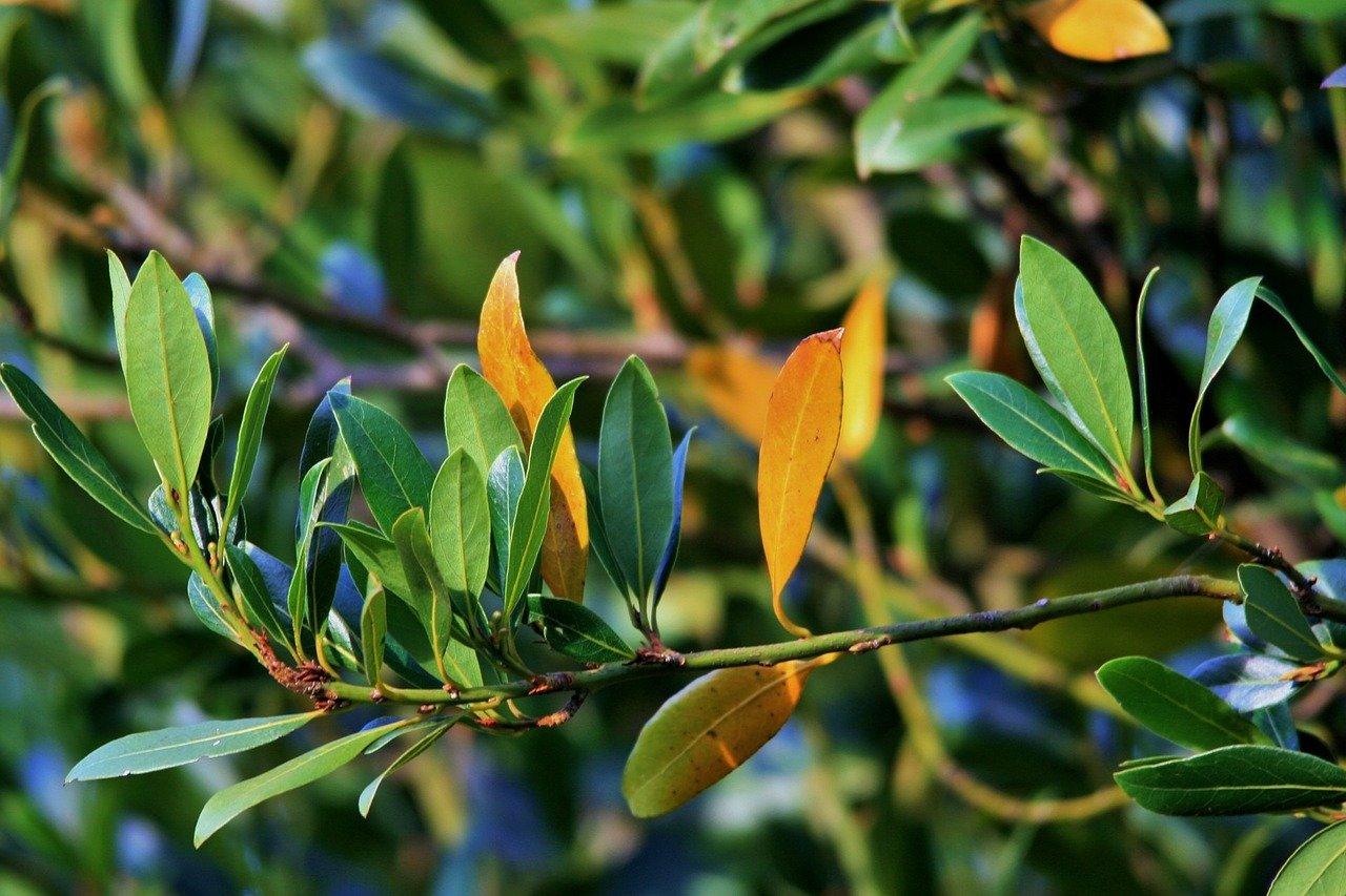 SISI LOLA BAY LEAVES