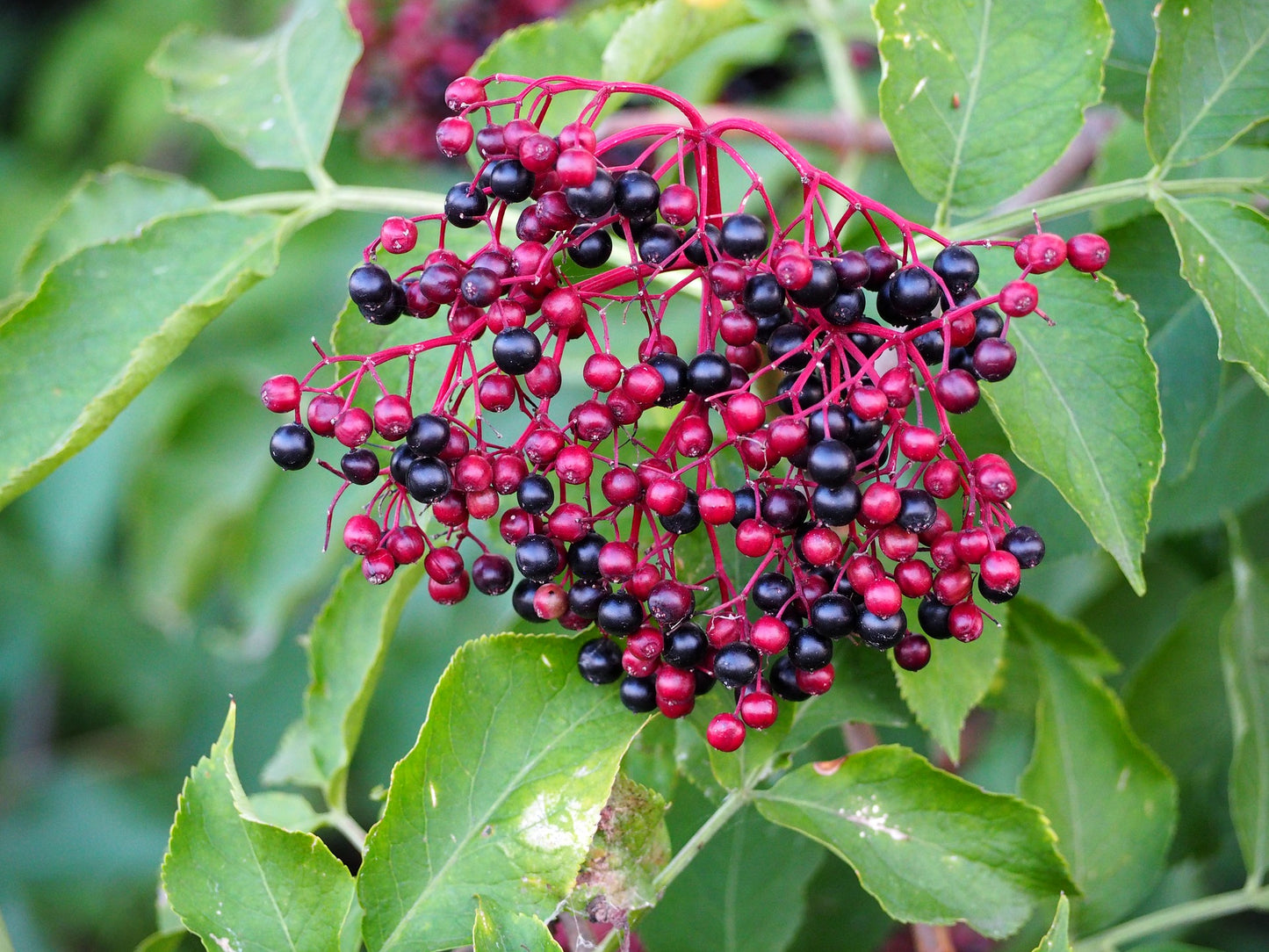 Elderberry Balsamic Vinegar | Garden Market Atlanta