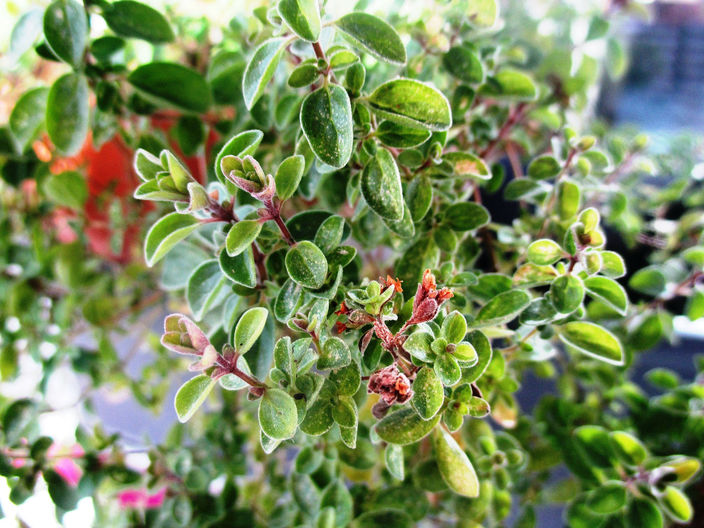 SISI LOLA MARJORAM