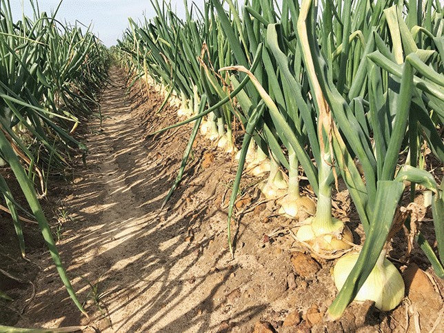 SISI LOLA ONION POWDER