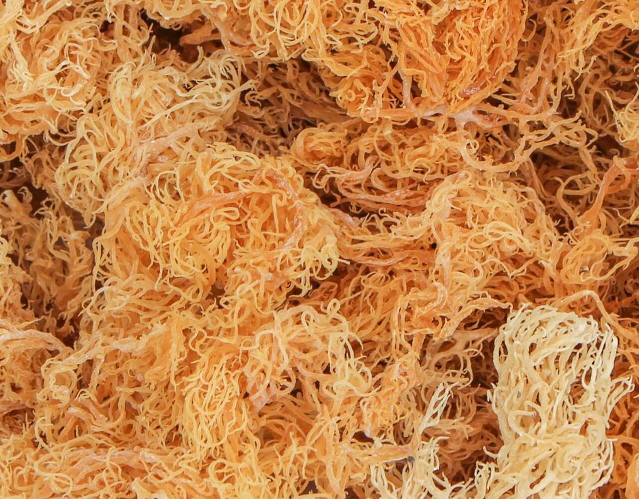 SISI LOLA SEA MOSS RAW