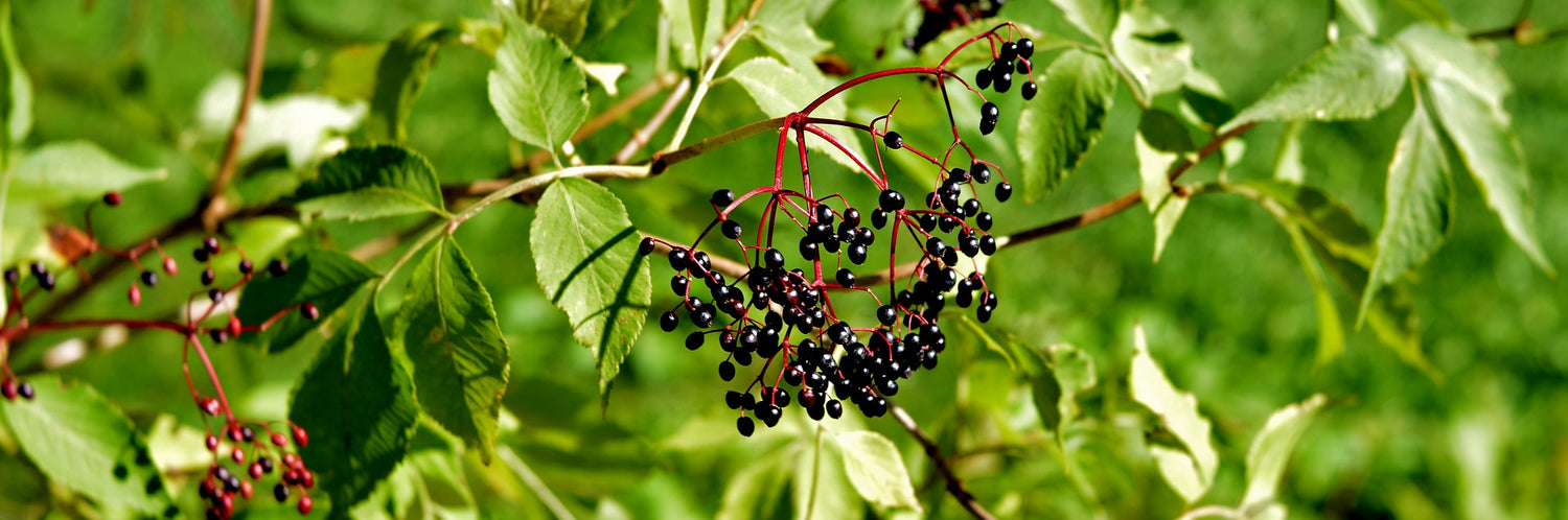 Elderberry Balsamic Vinegar | Garden Market Atlanta